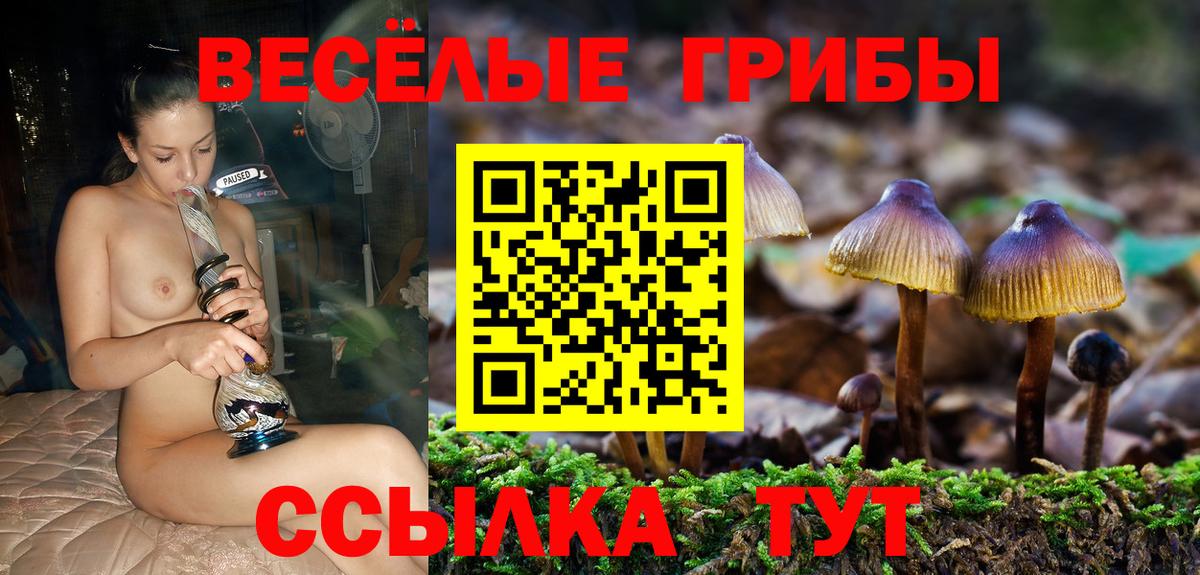 Псилоцибиновые грибы мицелий Новоалтайск